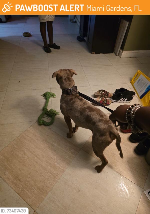 Found/Stray Male Dog last seen 173rd Terrace, Miami Gardens, FL 33056