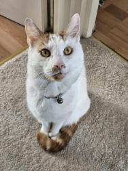 Reunited Male Cat last seen Ann Road North and Spurr Street, opposite the entrance to Heely ports club, Heeley, England 