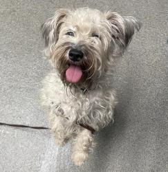 Shelter Stray Female Dog last seen E Grand Avenue, Escondido, CA, 92027, Escondido, CA 92027, USA