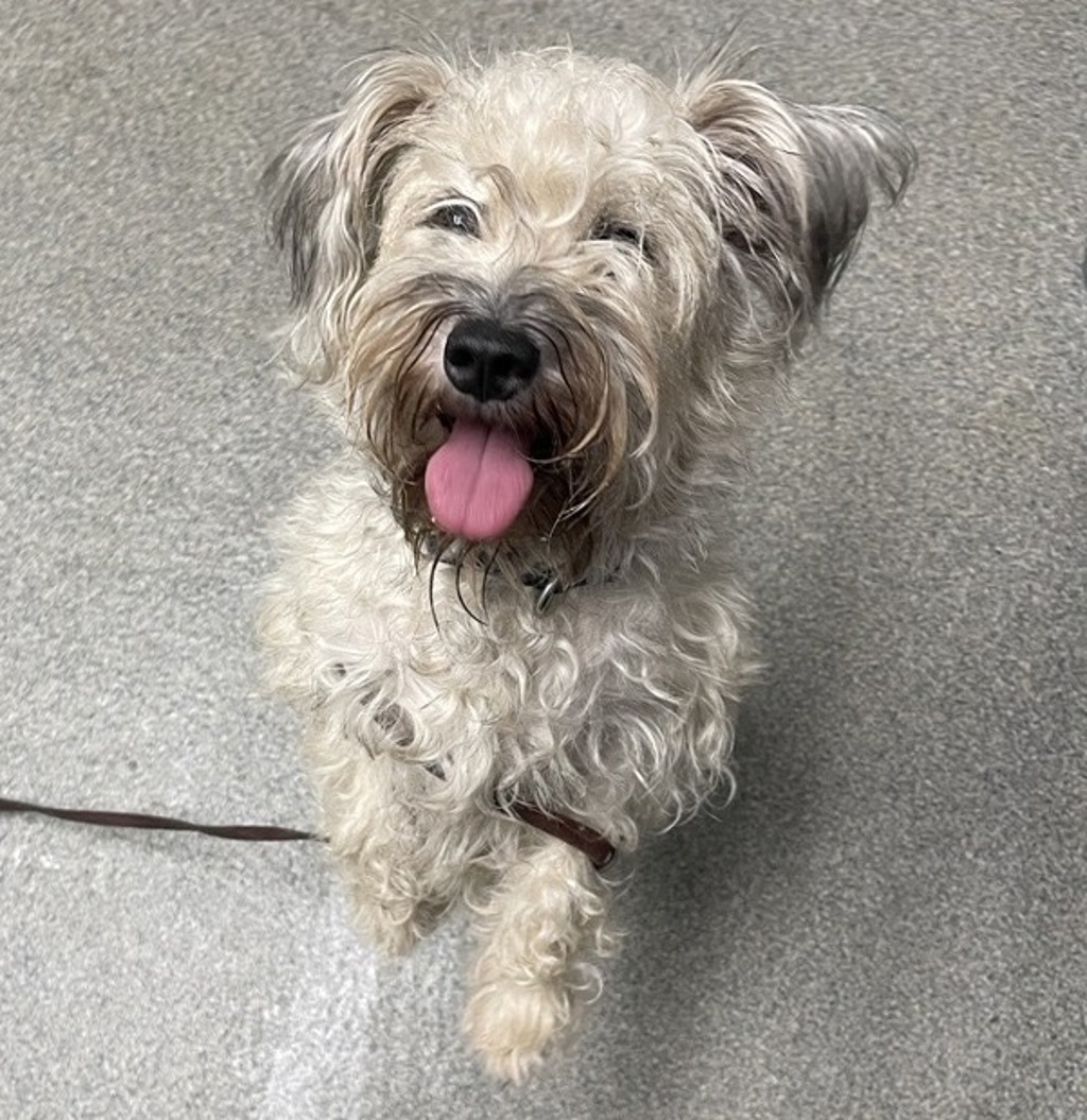 Shelter Stray Female Dog last seen E Grand Avenue, Escondido, CA, 92027, Escondido, CA 92027, USA