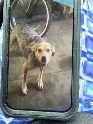 Lost Female Dog last seen Calamar dr, Fayetteville, NC 28314