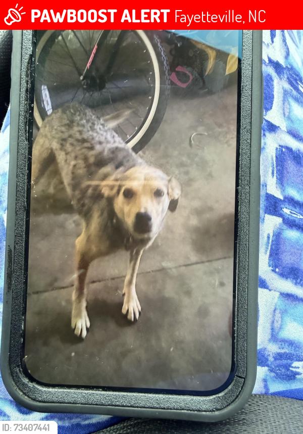 Lost Female Dog last seen Calamar dr, Fayetteville, NC 28314