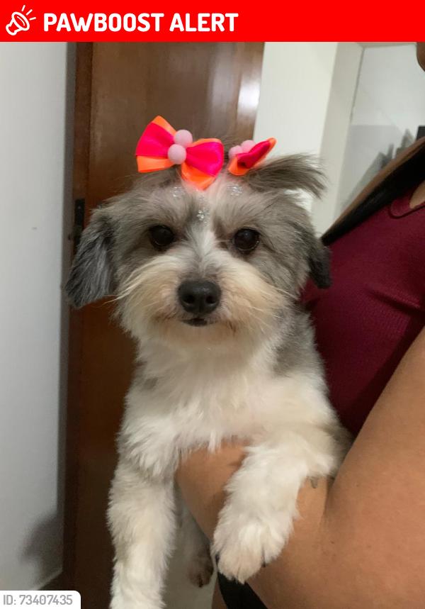 Lost Female Dog last seen Rua cruzes de pedra são Paulo jardim santo André, Jardim Santo Andre, SP 08390-170