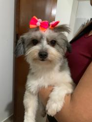 Lost Female Dog last seen Rua cruzes de pedra são Paulo jardim santo André, Jardim Santo Andre, SP 08390-170