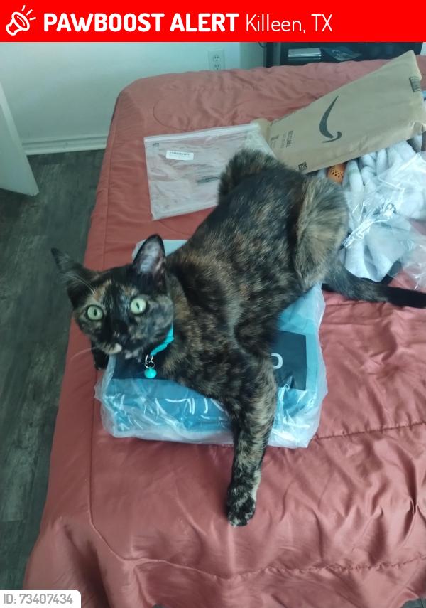 Lost Female Cat last seen Little Leaf Court, Killeen, TX 76549