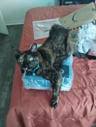 Lost Female Cat last seen Little Leaf Court, Killeen, TX 76549