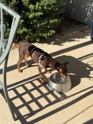 Reunited Male Dog last seen Mojave & Amargosa, Victorville, CA 92394