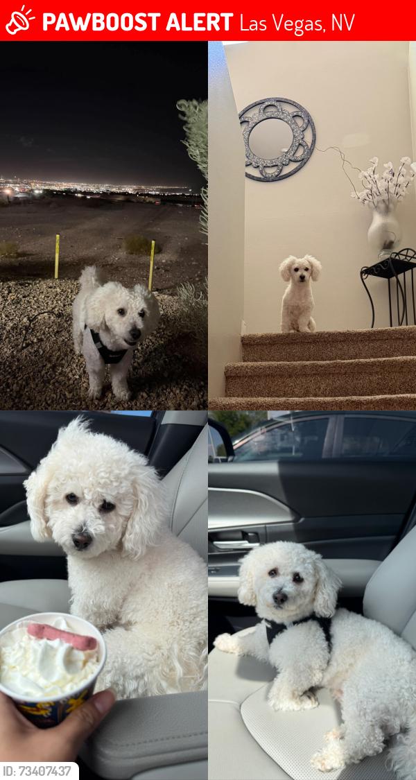 Lost Male Dog last seen Cascadia ct, Las Vegas, NV 89122