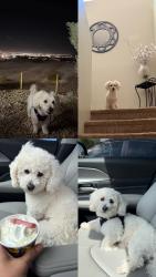 Lost Male Dog last seen Cascadia ct, Las Vegas, NV 89122