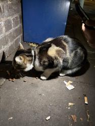 Reunited Unknown Cat last seen St John’s wood tube station, Greater London, England NW8 9TT
