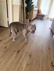 Found/Stray Male Dog last seen Was laying overheating in Webb chapel, Farmers Branch, TX 75234