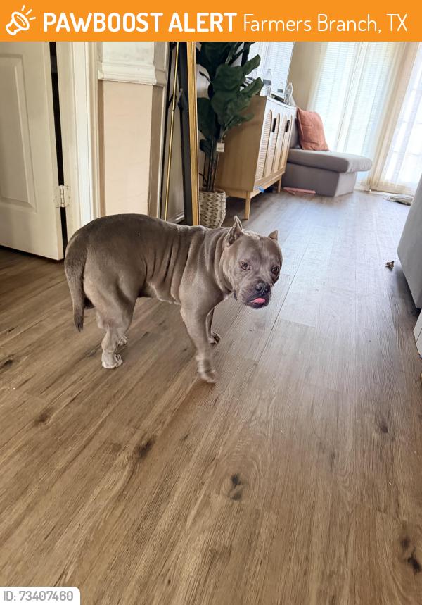 Found/Stray Male Dog last seen Was laying overheating in Webb chapel, Farmers Branch, TX 75234