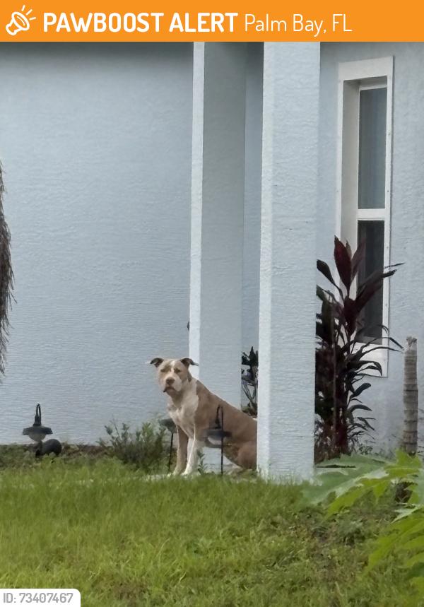 Found/Stray Female Dog last seen Olmsted and Pratt, Palm Bay, FL 32908