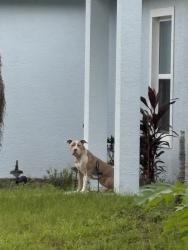 Found/Stray Female Dog last seen Olmsted and Pratt, Palm Bay, FL 32908