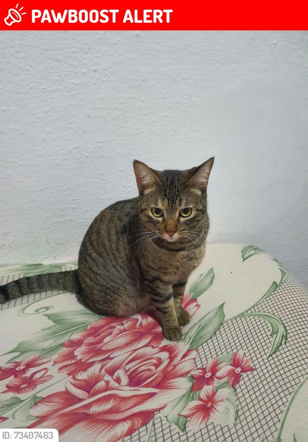 Lost Female Cat last seen Perto de uma escola, Jardim Jaú (Zona Leste), SP 03713-060