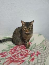 Lost Female Cat last seen Perto de uma escola, Jardim Jaú (Zona Leste), SP 03713-060