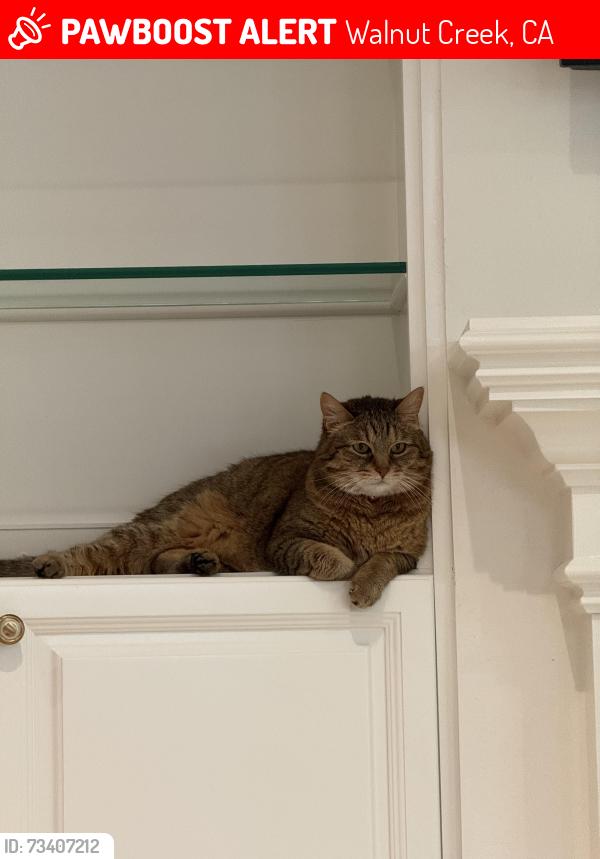 Lost Female Cat last seen Ptarmigan Dr., Rossmoor, Walnut Creek, CA 94595