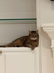 Lost Female Cat last seen Ptarmigan Dr., Rossmoor, Walnut Creek, CA 94595