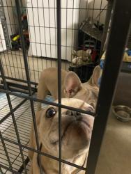 Lost Female Dog last seen Rialto, Rialto, CA 92376