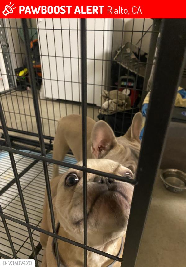 Lost Female Dog last seen Rialto, Rialto, CA 92376