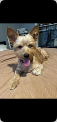 Reunited Female Dog last seen Avalon and 83, Los Angeles, CA 90003