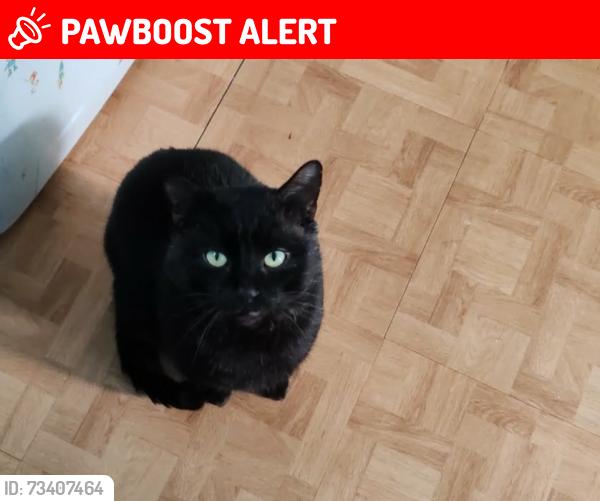 Lost Male Cat last seen Adlington Road, South Yorkshire, England 