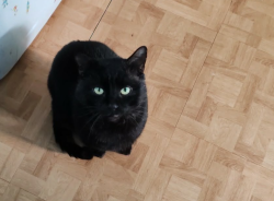 Lost Male Cat last seen Adlington Road, South Yorkshire, England 