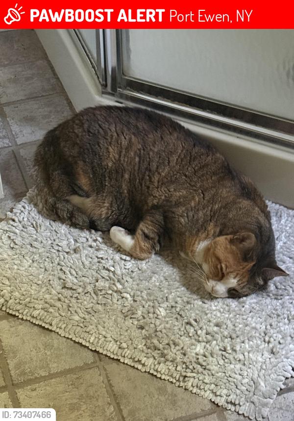 Lost Female Cat last seen Connelly Road, Port Ewen, NY 12466