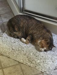 Lost Female Cat last seen Connelly Road, Port Ewen, NY 12466
