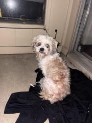 Found/Stray Female Dog last seen Alleyway, Mesquite, TX 75150