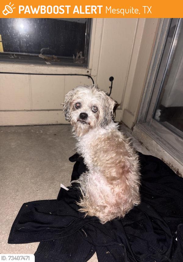 Found/Stray Female Dog last seen Alleyway, Mesquite, TX 75150