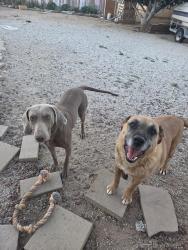 Reunited Male Dog last seen Near Thunderbird Rd, Apple Valley, CA 92307, Apple Valley, CA 92307