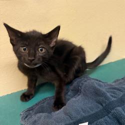 Shelter Stray Male Cat last seen , 361 S Raymond Ave, Pasadena, CA 91105, USA