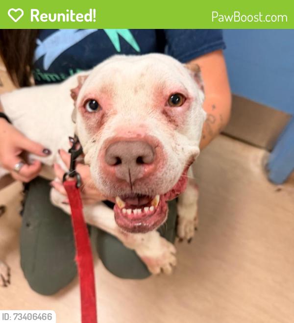 Reunited Female Dog last seen Avalon, PA, Avalon, PA 15202