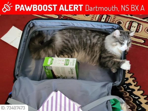 Lost Female Cat last seen Near Stanfield Ave, Dartmouth, Dartmouth, NS B2X 0A2