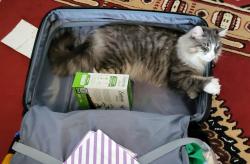 Lost Female Cat last seen Near Stanfield Ave, Dartmouth, Dartmouth, NS B2X 0A2