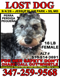 Lost Female Dog last seen Jesup Blair Local Park, Silver Spring, MD 20910