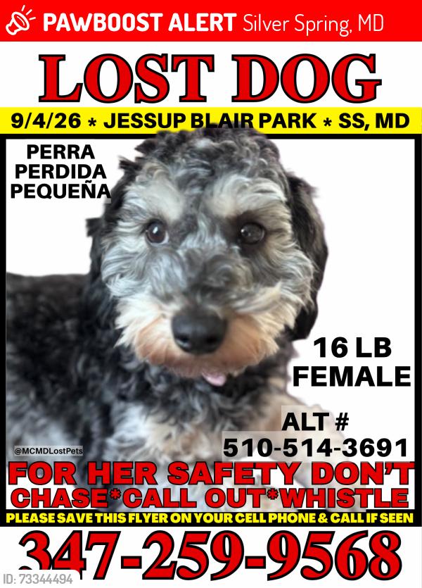 Lost Female Dog last seen Jesup Blair Local Park, Silver Spring, MD 20910