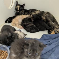 Shelter Stray Female Cat last seen , Animal Care & Control Team of Philly, 111 W Hunting Park Ave, Philadelphia, PA 19140, USA
