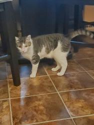 Lost Male Cat last seen Stoner Ave & Tanglewood Drive, Massillon, OH 44646