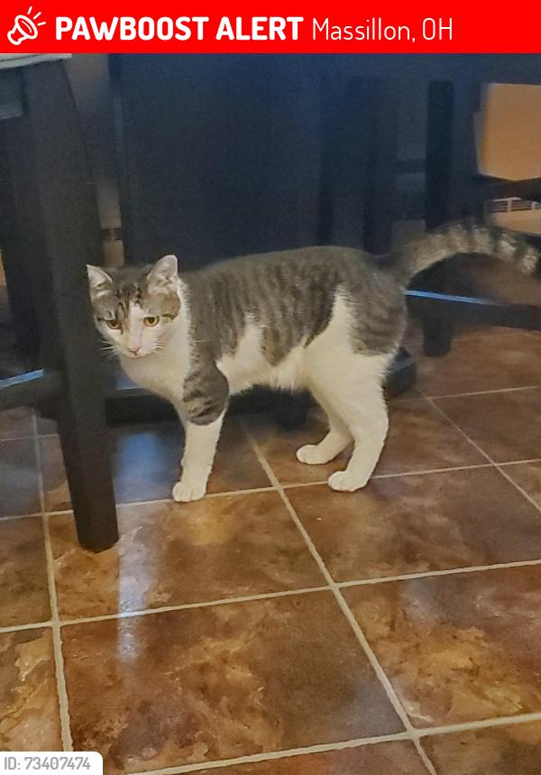 Lost Male Cat last seen Stoner Ave & Tanglewood Drive, Massillon, OH 44646