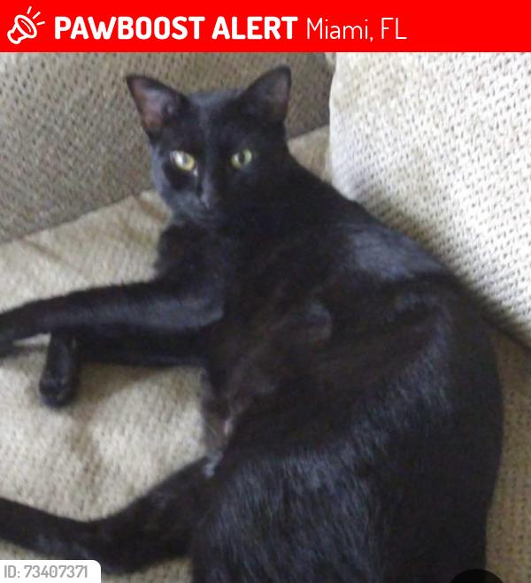 Lost Male Cat last seen Shenley Park y Coconut Grove, Miami, FL 33155