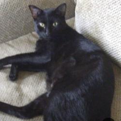 Lost Male Cat last seen Shenley Park y Coconut Grove, Miami, FL 33155