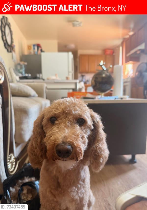 Lost Female Dog last seen School fence, The Bronx, NY 10458