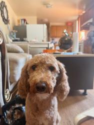 Lost Female Dog last seen School fence, The Bronx, NY 10458