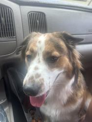Found/Stray Female Dog last seen Spruce Valley, Fort Worth, TX 76244