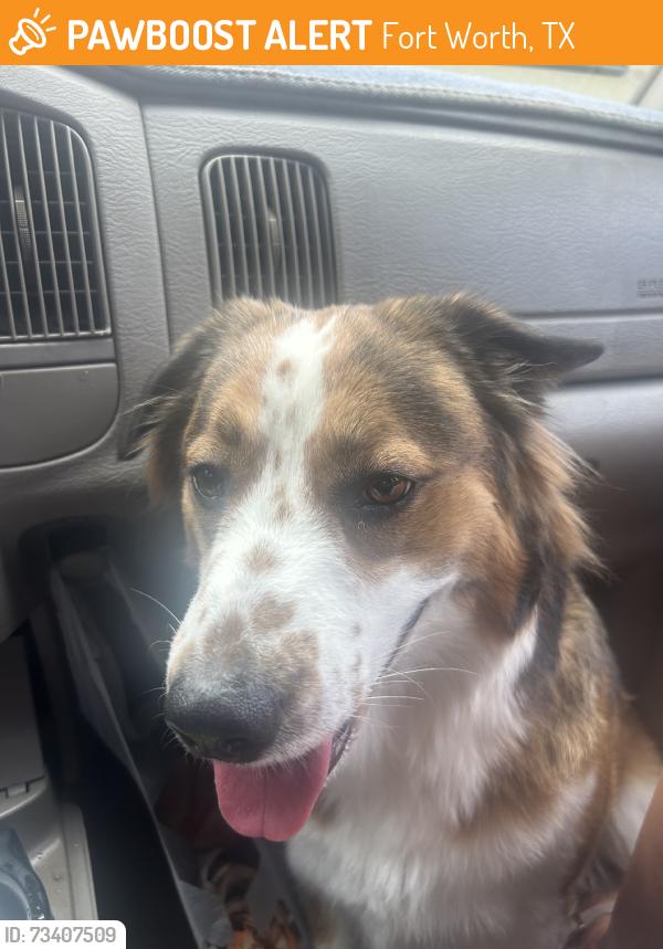 Found/Stray Female Dog last seen Spruce Valley, Fort Worth, TX 76244
