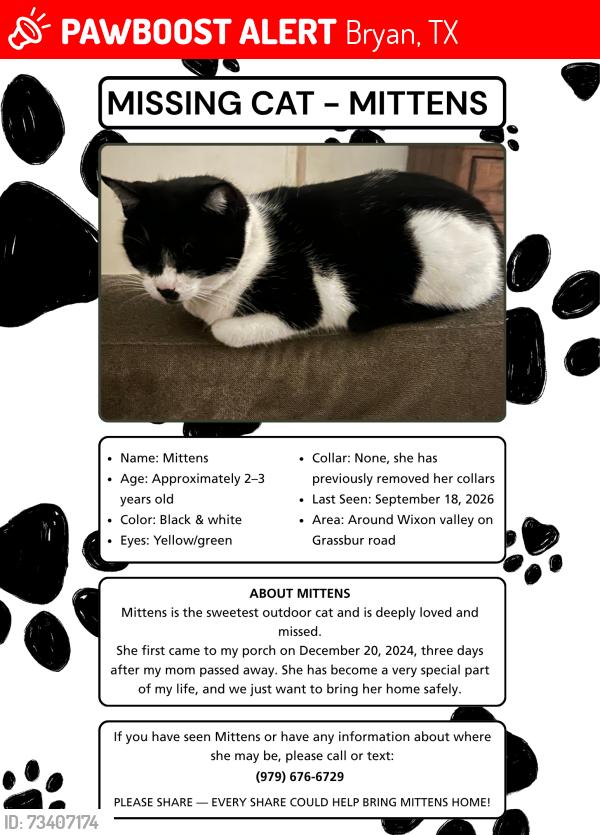 Lost Female Cat last seen Shirley rd, Scasta, Grassbur rd, Bryan, TX 77808