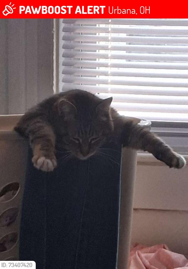 Lost Female Cat last seen North main and light street, Urbana, OH 43078