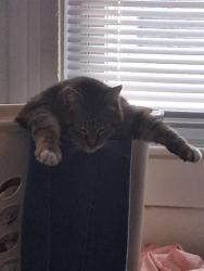 Lost Female Cat last seen North main and light street, Urbana, OH 43078